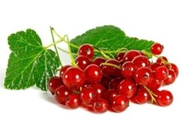 Ribes biologico