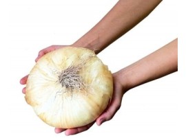Cipolla di Giarratana biologica 2/3PEZZI circa 1KG (BRUTTAMABUONA)