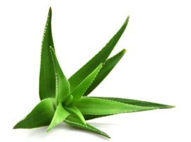 Foglie di Aloe Biologica