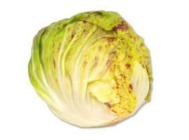 Radicchio Variegato Bio