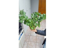 Cavolo Vecchio di Rosolini biologico