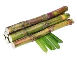Canna da Zucchero Biologica