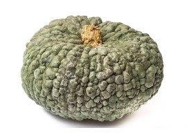 Zucca Marina Biologica (GIGANTE)