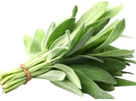 Salvia Fresca bio