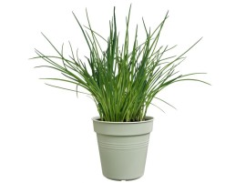 Piantina di Lemongrass biologico