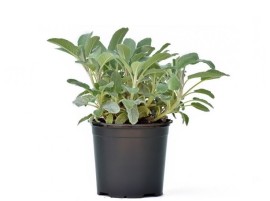 Piantina di Salvia biologica