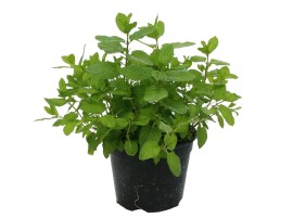 Piantina di Menta Biologica