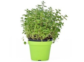 Piantina di Origano Biologico