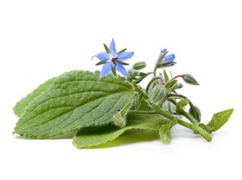 Borragine selvatica biologica