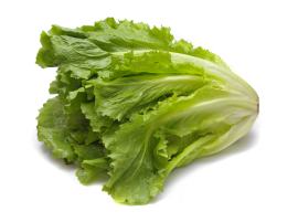 Scarola Indivia Liscia bio