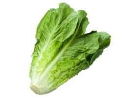 Lattuga Insalata Siciliana Bio - Acquistala ora su Panierebio.com