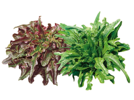 Insalata Barba dei Frati Siciliana Bio - Acquistala ora su Panierebio.com