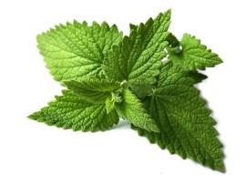Menta Fresca biologica